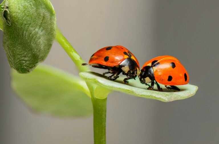 Top 10 Beneficial Insects for Your Garden